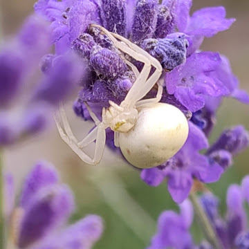 Фото профілю Pol Kh