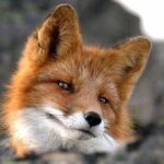 Фото профілю priorafox