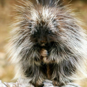 Фото профілю kanoe